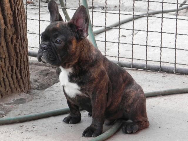 Francuski-buldog-stenci