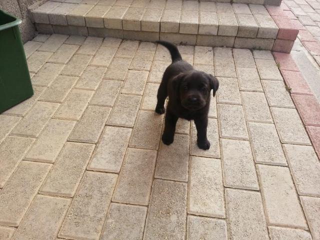 Labrador-crno-stene