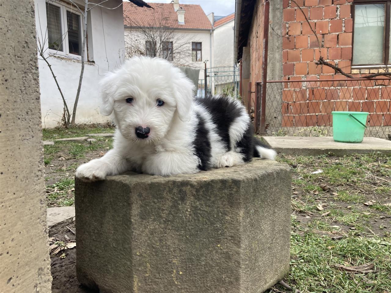 Bobtail-štenci