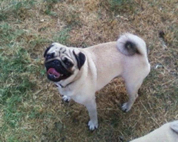 Mops-stenci