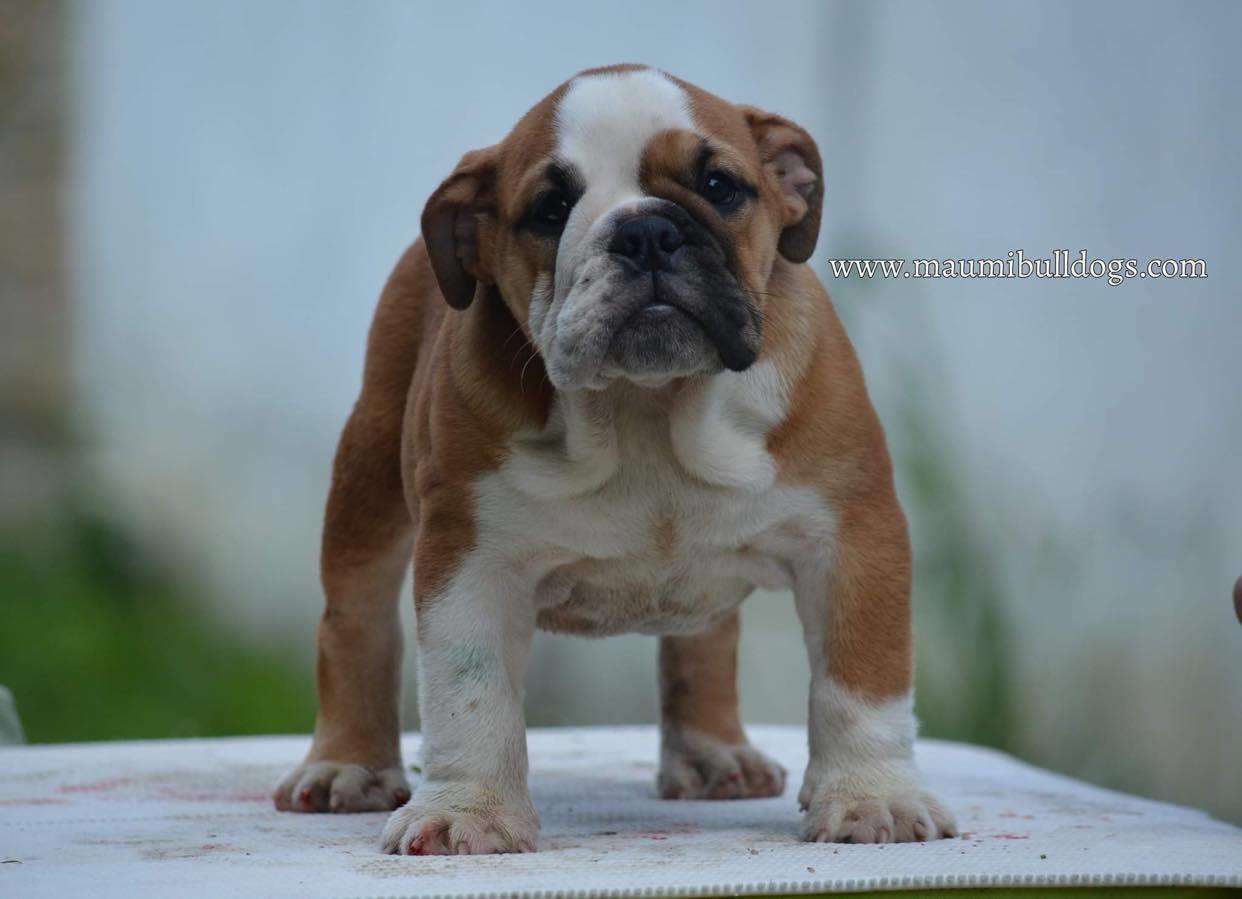Engleski-Buldog