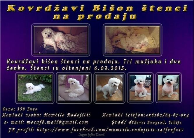 Kovrdzavi Bišon stenci 