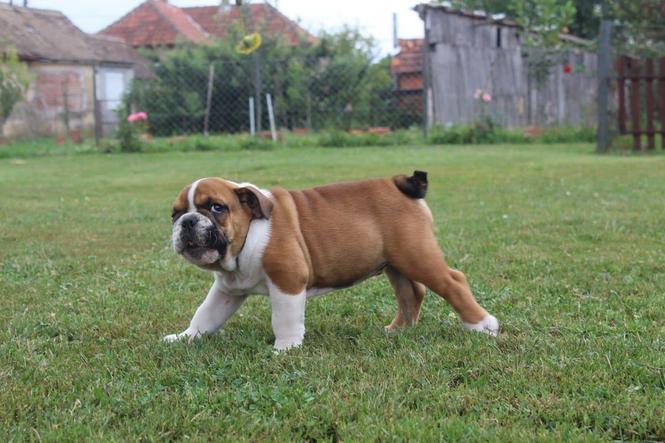 Engleski buldog štene