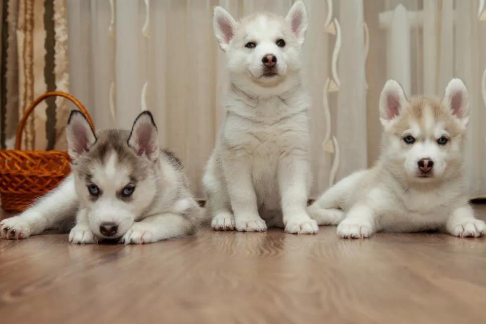 Samojed-i-sibirski-haski-stenci-na-prodaju-