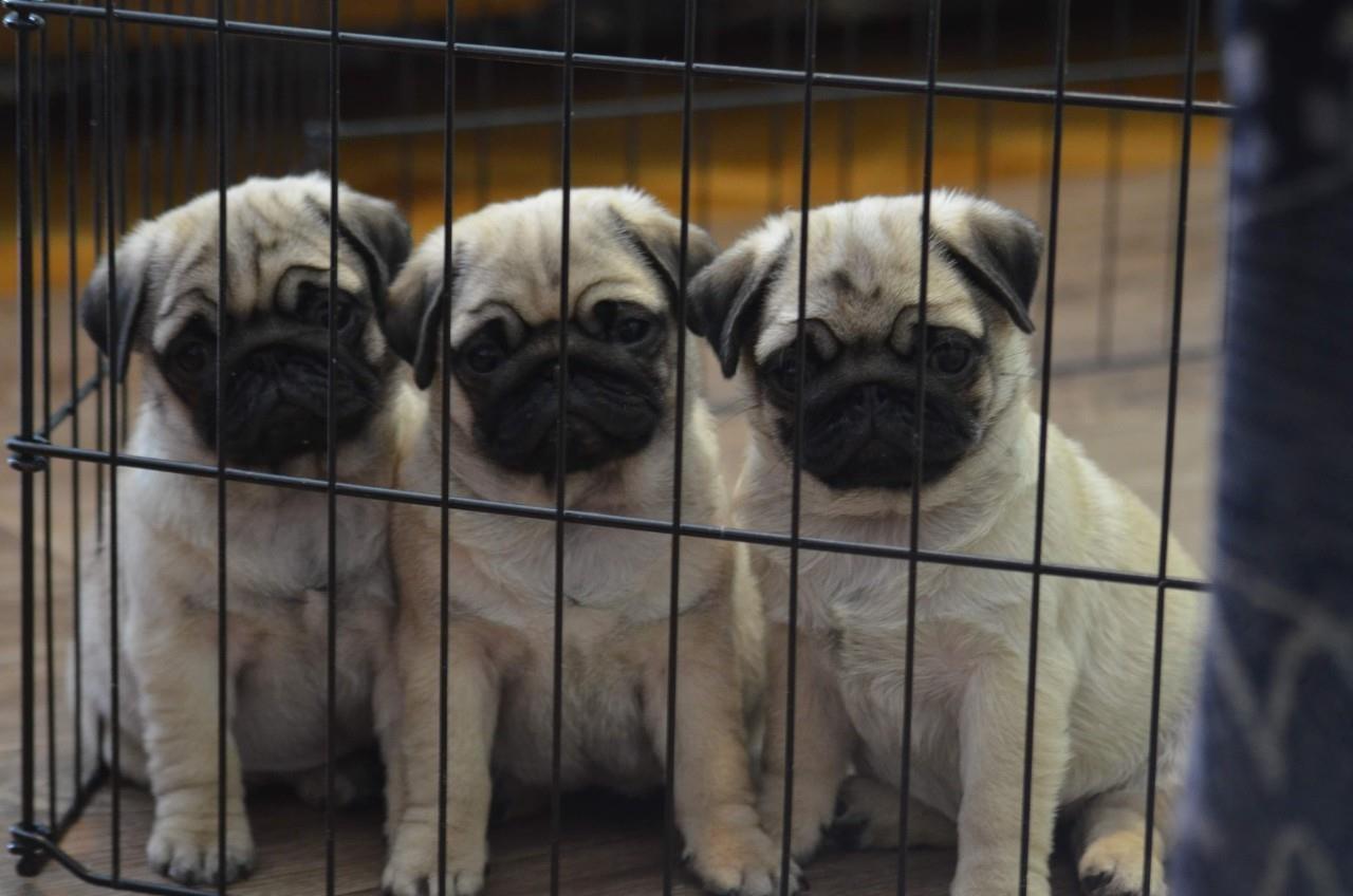 Mops-štenci