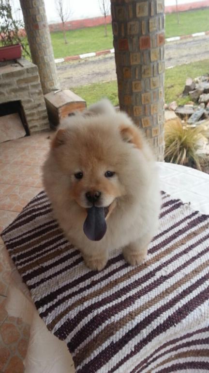 Chow-chow-cau-cau-stenad