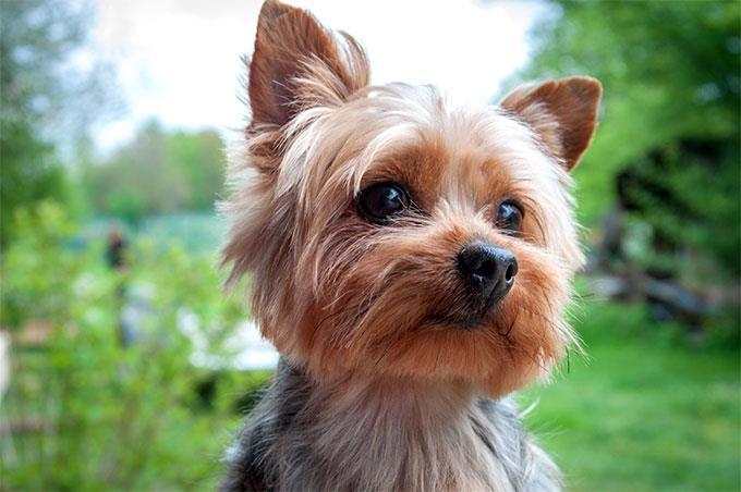 Yorkshire-terrier