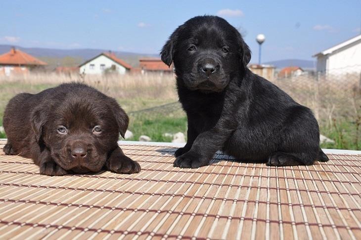 Labrador-Retriver