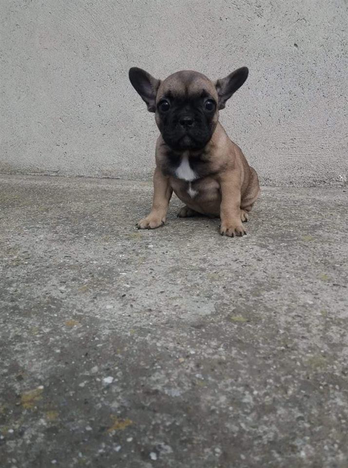 Francuski-buldog-muško-štene