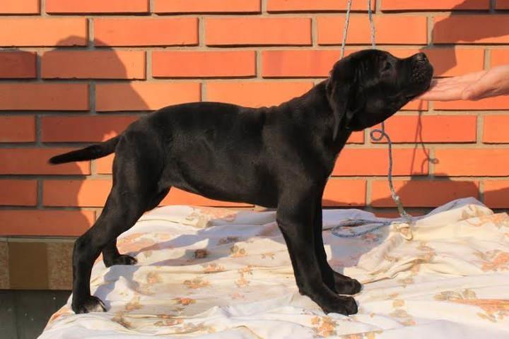 Cane-Corso-stenci-sampionskog-porekla