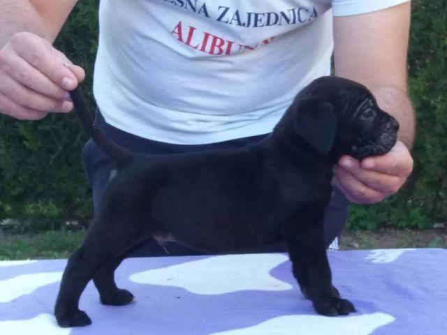 Cane-Corso--prelepi-štenci-