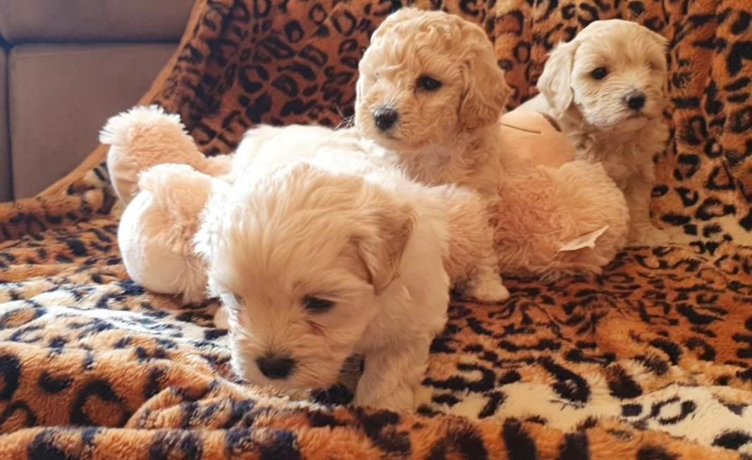 Prelepi-maltipoo-stenci-