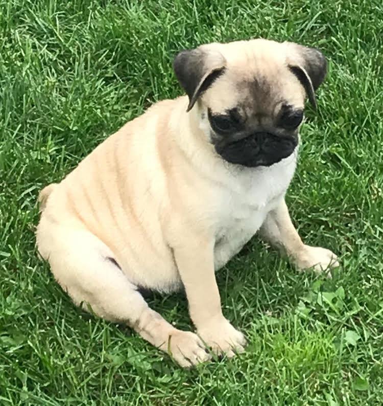 Mops-štenci-na-prodaju