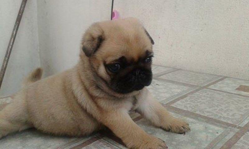 Mops-stenad