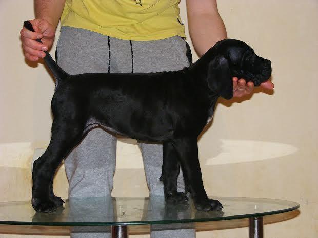 Cane Corso štenci 