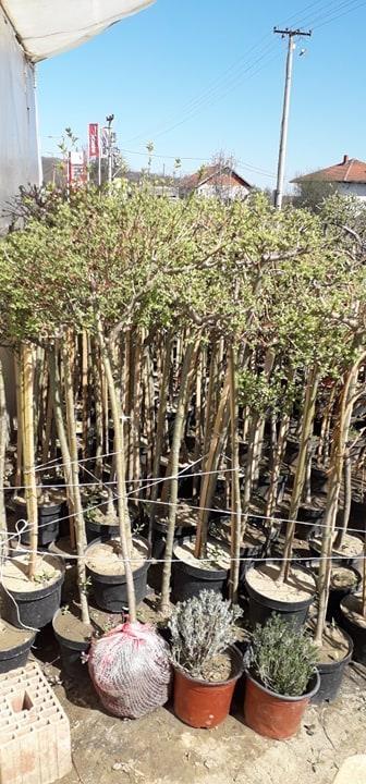Ukrasna-vrba