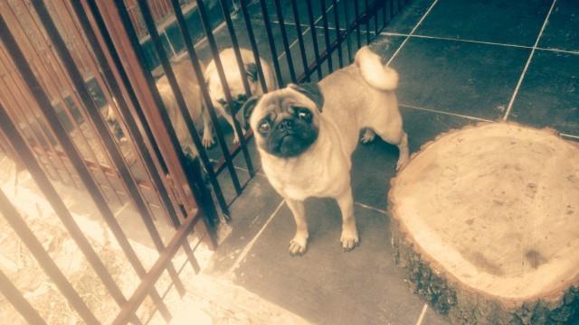 Mops-mlad-muzjak