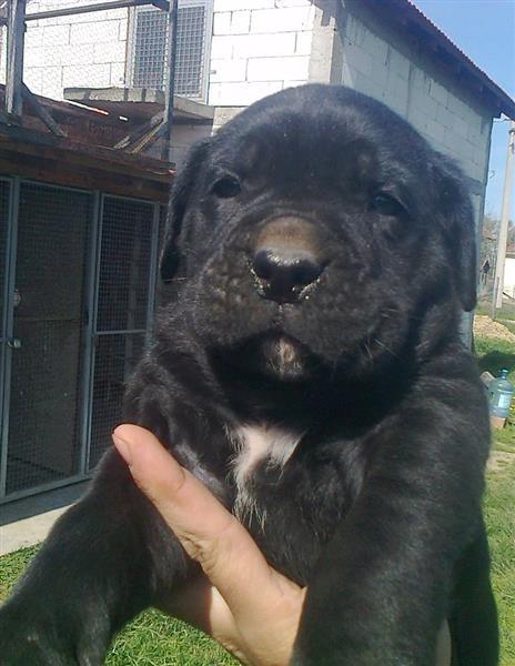Cane-Corso-štenci-vrhunskog-porekla