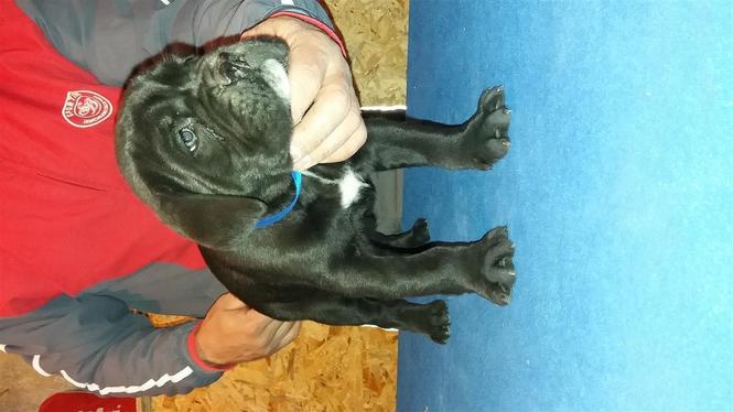 Cane Corso stenci 