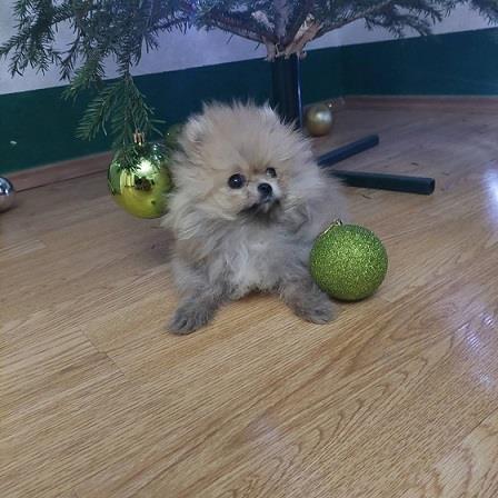 Pomeranac