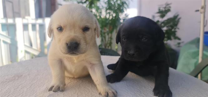 Labrador Retriver štenci