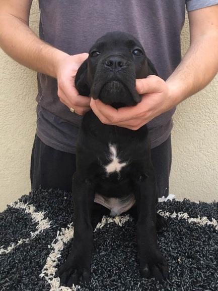 Cane-corso-štenci