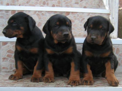 Doberman-stenad