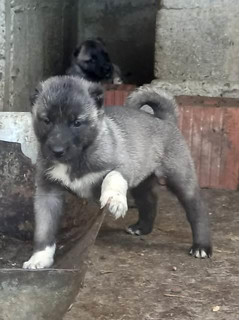 Turski-kangal-štenci