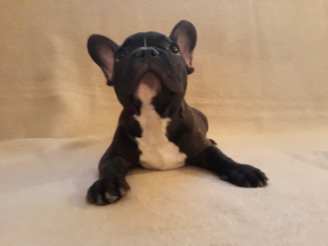 Francuski-buldog-stene-