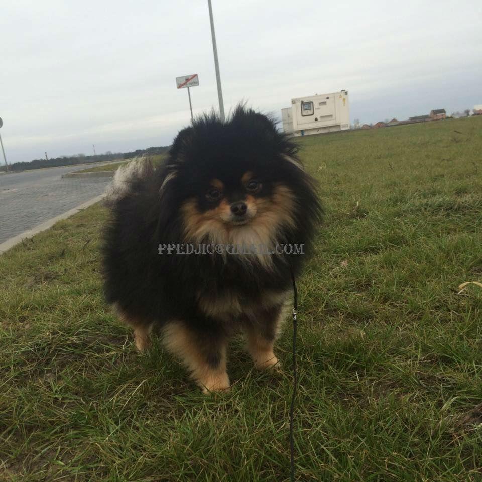 Pomeranac