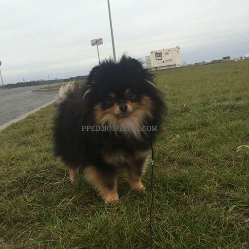 Pomeranac