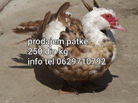 Guske