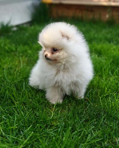 Pomeranski spic