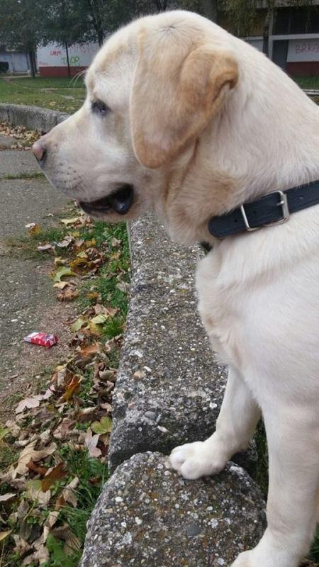 Labrador-štenci-