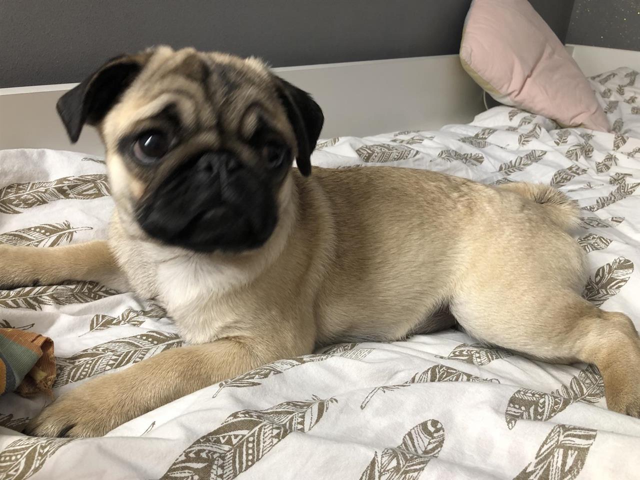 Mops