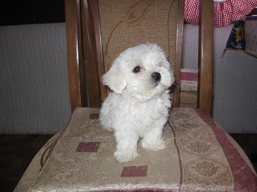 Maltezer