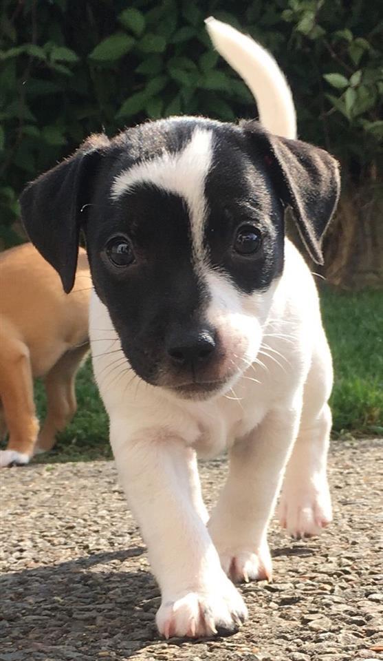 3-Jack-Russell-štenad