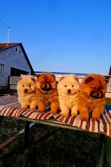 Chow-chow-cau-cau-stenad