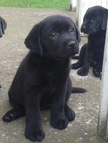 Stenad labradora Paracin