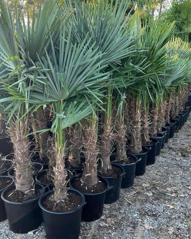 PALME