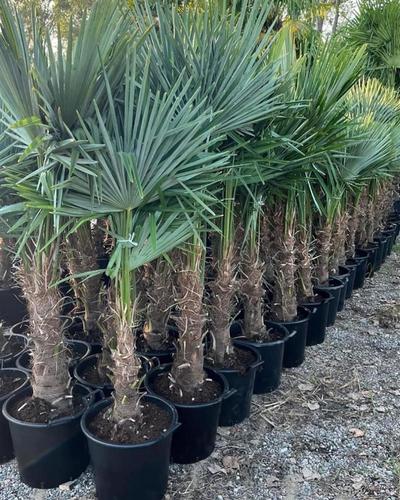 PALME
