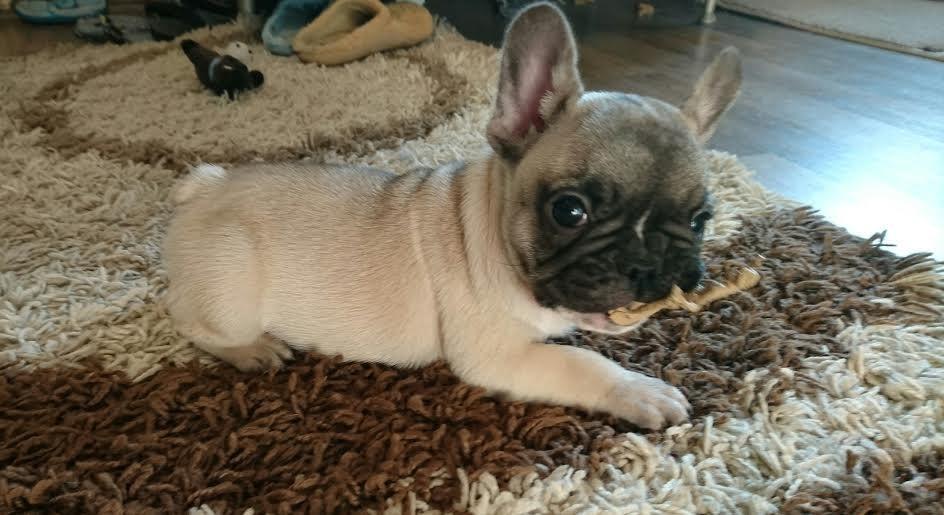 Francuski-Buldog