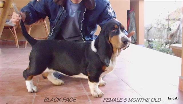 Basset-Hound---baset-zenke