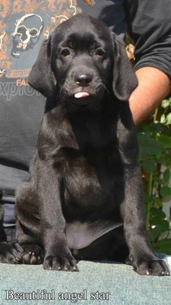 -LABRADOR-RETRIVER-prelepe-ženkice
