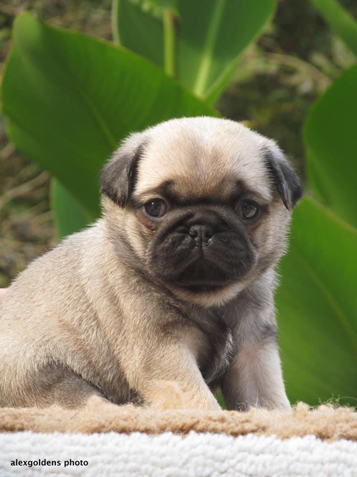 Mops-štenci