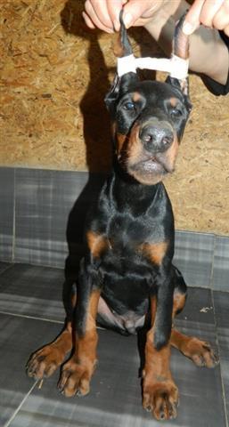 Doberman stenci