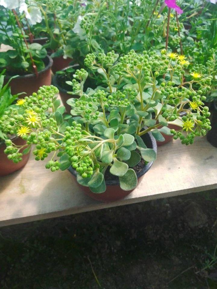 Rasadnik-cveća-DuDa-garden