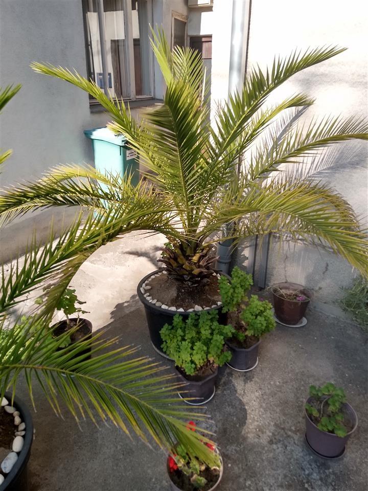 Palme--