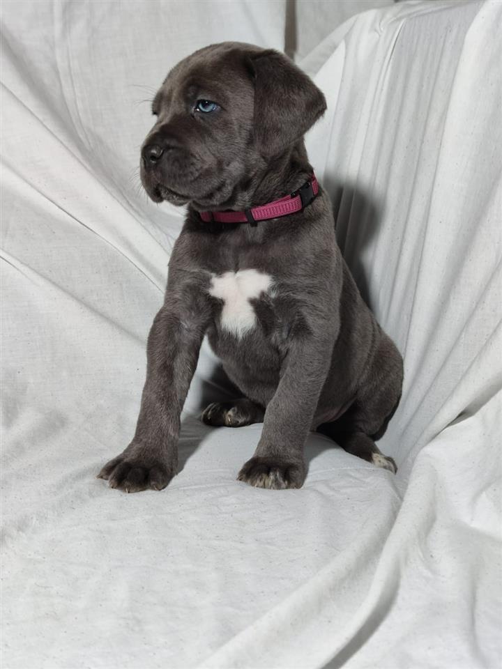 Prodaja-stenaca-Cane-Corso