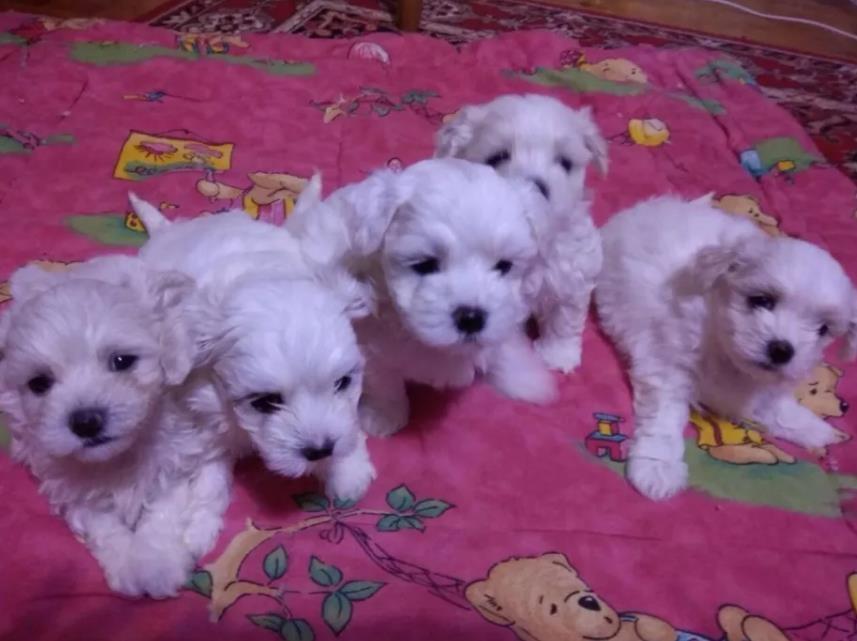 Maltezer-i-coton-de-tulear-stenci-
